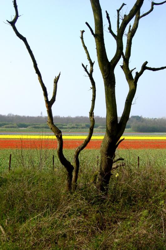 Tree near Nordwijkerhout