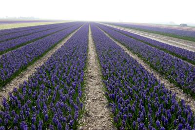Hyacinth field