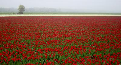 Tulips in Lisse