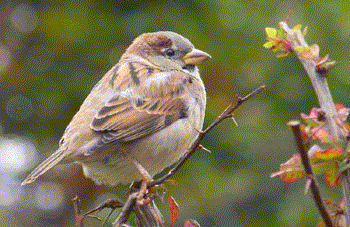 Sparrow, animated by Shortz