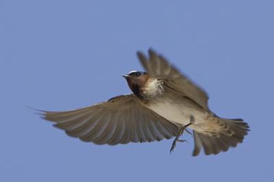 Cliff Swallow