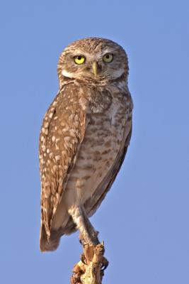 Burrowing Owl