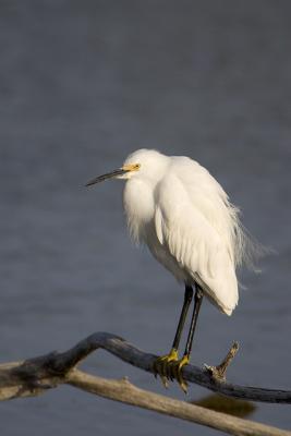 Snowy Egret