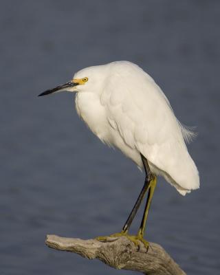 Snowy Egret