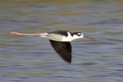 black-necked_stilts