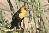 Yellow-headed Blackbird