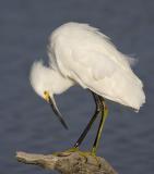 Snowy Egret