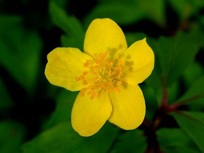 Yellow beauty