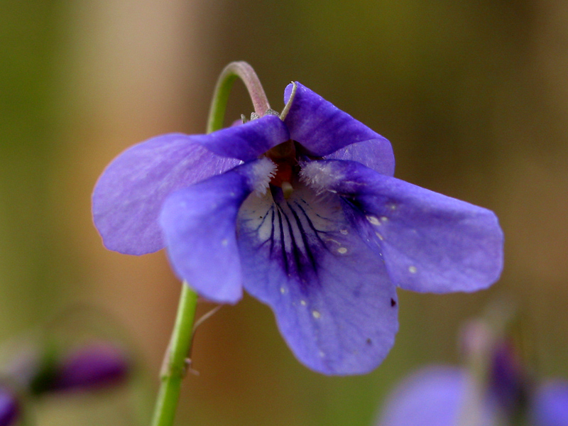 Violet in Forest