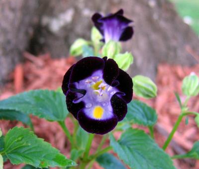 Torenia