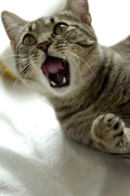 Beutel licking tongue.jpg