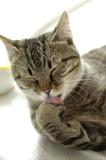 Beutel licking paw.jpg