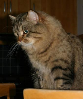 CiborProfile.jpg