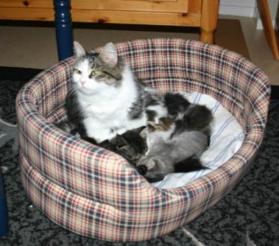 Cibors kittens with Mimmi