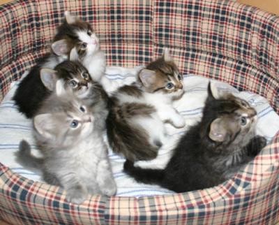 Four girls and one boy