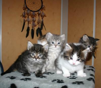 Ciborkitten2.jpg