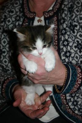 Tengel, the only boy in the litter