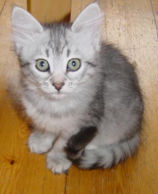Anoushka