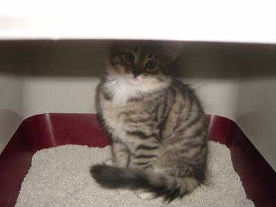Arisha hiding in the litter box