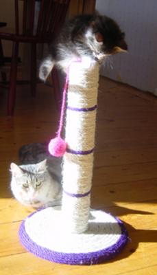 u17/evagun/medium/5543609.Ontopofpole.jpg