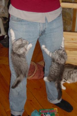 Excellent to climb on jeans!