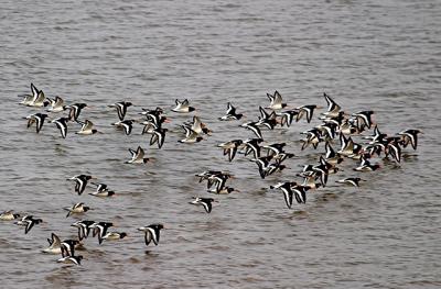 13th April 05 Oystercatchers