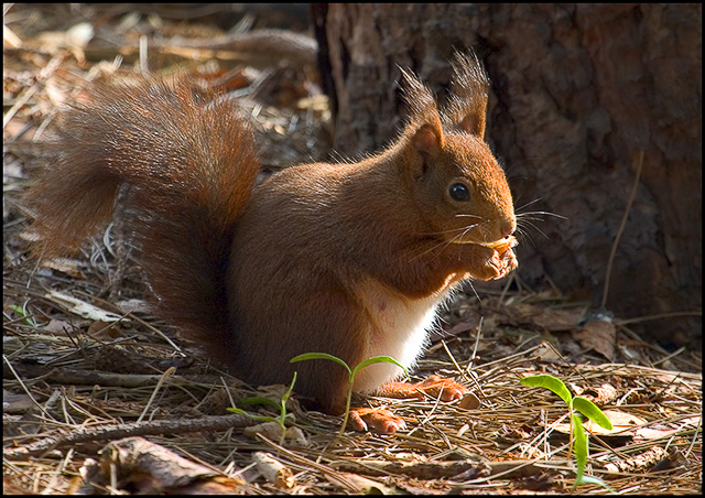 Red Squirrel