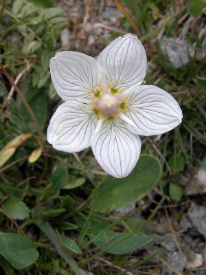 Parnassia palustris