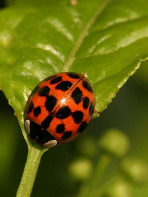 Harmonia axyridis