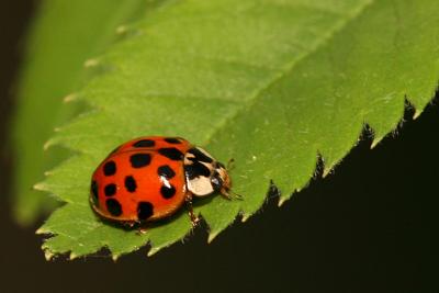 Harmonia axyridis