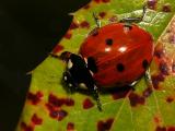 Coccinella septempunctata