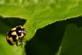Propylea quatuordecimpunctata