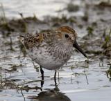 Western Sandpiper