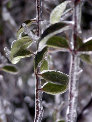 frozen leaves 2.jpg