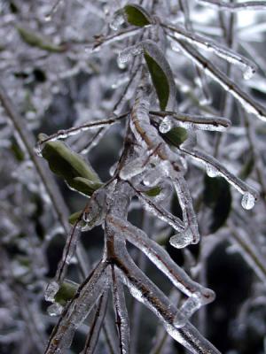 frozen leaves.jpg