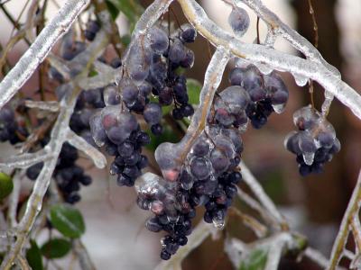 ice berries 3.jpg