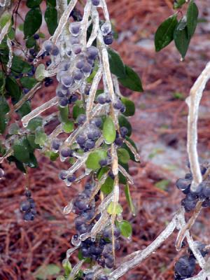 ice berries 4.jpg