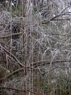 ice willow 3.jpg