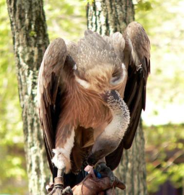 african white-back vulture.jpg