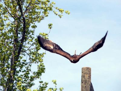 steppes eagle in flight.jpg