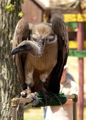 this is my vulture pose.jpg