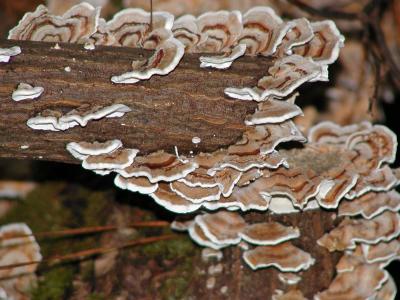 fungus 2.jpg