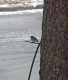 bluebird 3.jpg