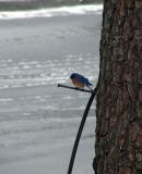 bluebird 4.jpg