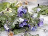 frigid pansies 2.jpg