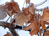 frozen fall.jpg
