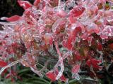 frozen leaves 5.jpg