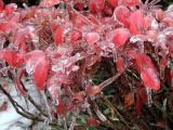 frozen leaves 6.jpg