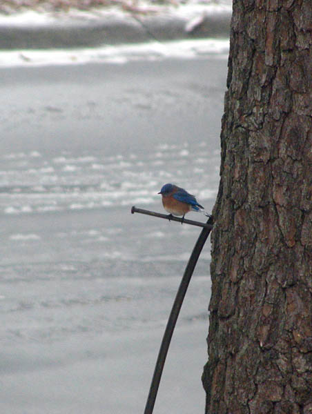 bluebird 2.jpg