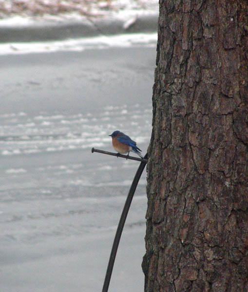 bluebird 3.jpg